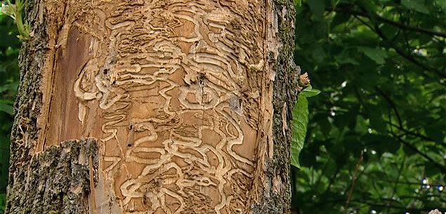 Service and treatment for Emerald Ash Borer in Montreal