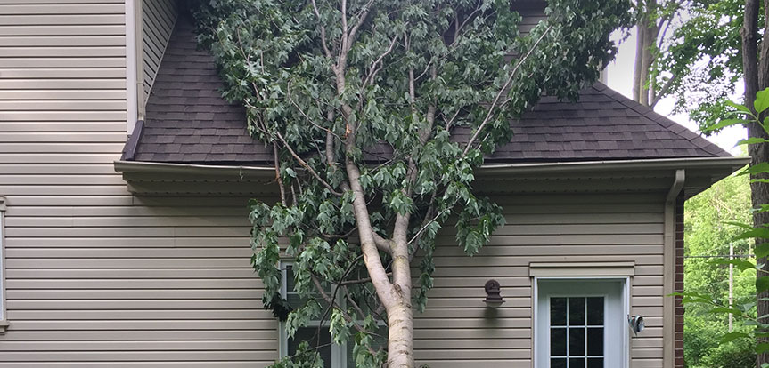 Emergency services for felling or cutting trees in Montreal