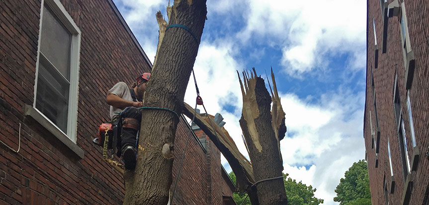 Emergency services for cutting branches and trees in Montreal