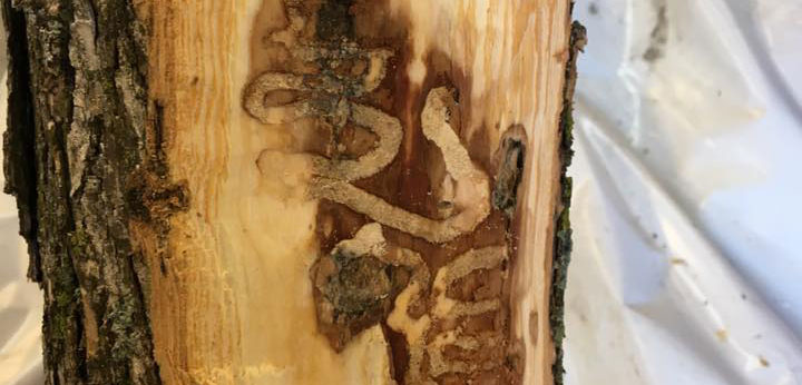 Service and treatment for emerald ash borer