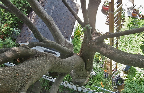 Tree bracing service in Montreal