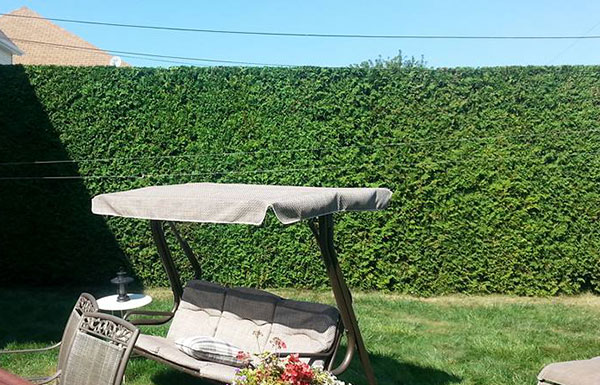 Cedar hedge trimming service in Montreal