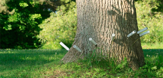 Treatment against emerald ash borer at Treeazin in Montreal