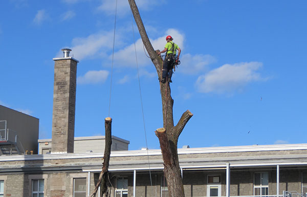 Tree cutting, felling, service in Montreal