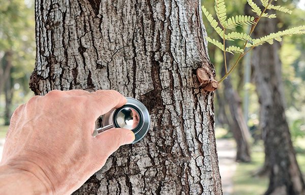 Inspection and monitoring of trees in the Montreal area