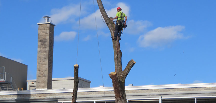 Abattage d'arbres dangereux à Montréal, Laval sur la Rive-Nord et la Rive-Sud