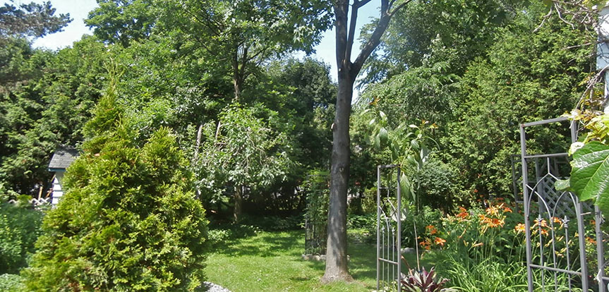 Coupe de branche par des arboriculteurs certifiés