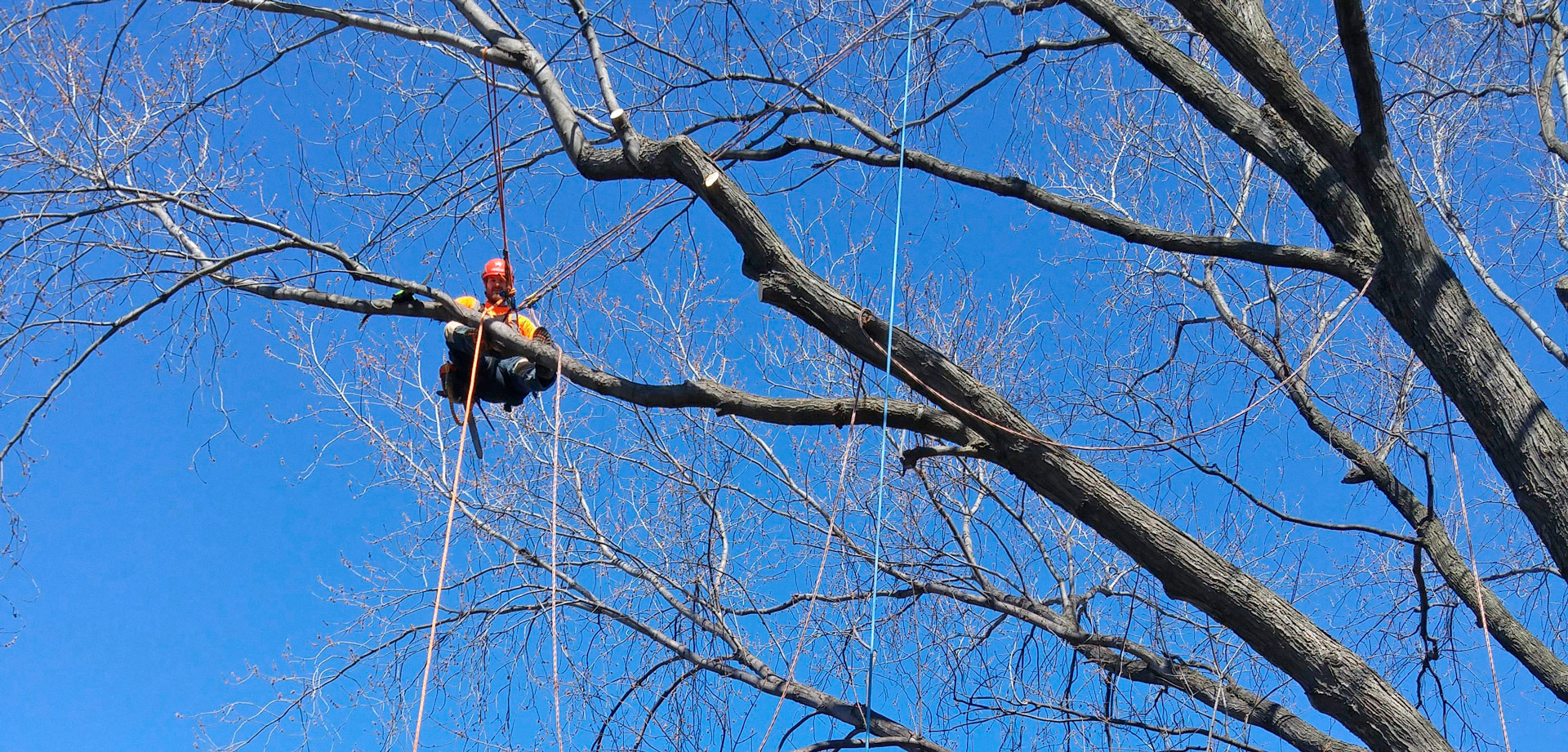 Entreprise d'abattage arbres à Montréal