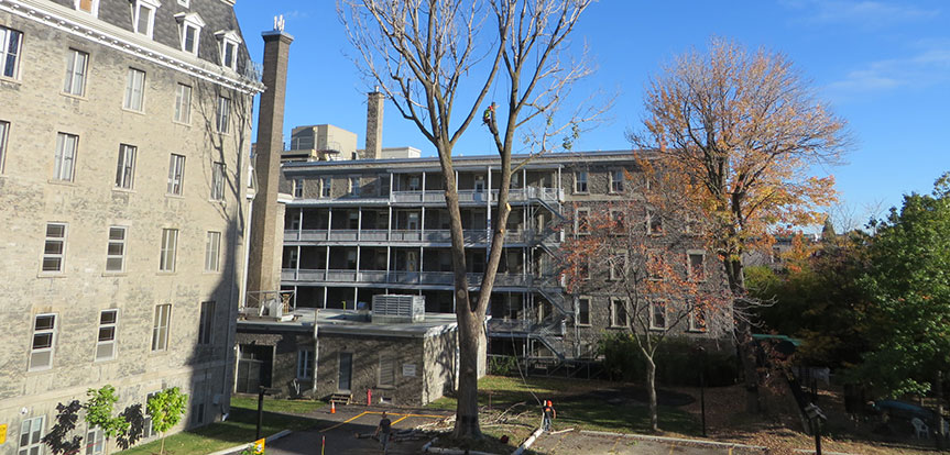 Abattage d'arbre dans la r&eacute;gion de Montr&eacute;al par des professionnels