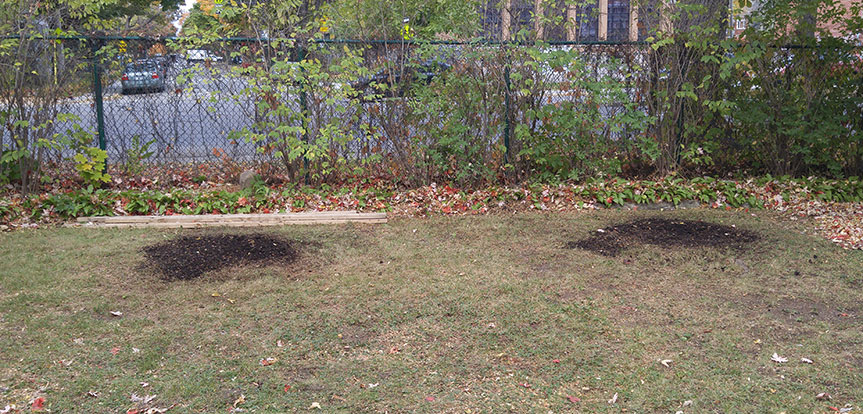 Essouchage, dessouchage de souches d'arbres à Montréal et Laval