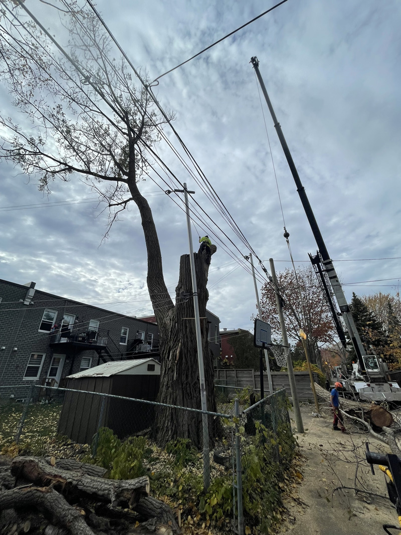 &Eacute;lagage d'arbre par des sp&eacute;cialiste