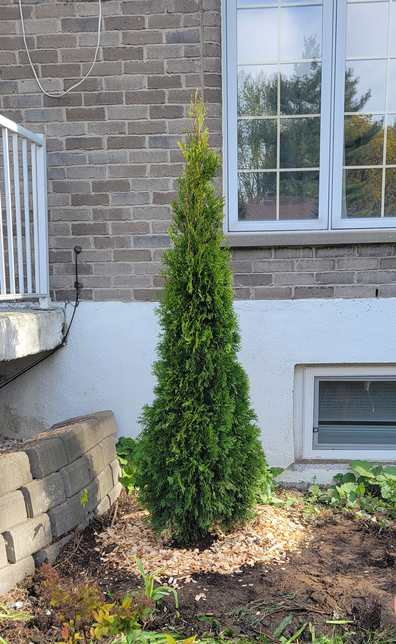 Service de plantation d'arbre et cèdre. Résidentiel et commercial - Thuja Occidentalis.
