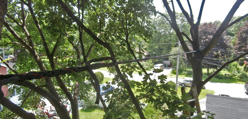 Services d'haubanage d'arbres à Montréal
