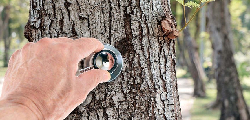 Services d'inspections et suivis d'arbres Montréal