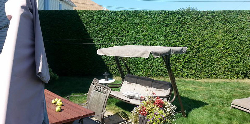 Service de taille de haies de cèdres à Montréal