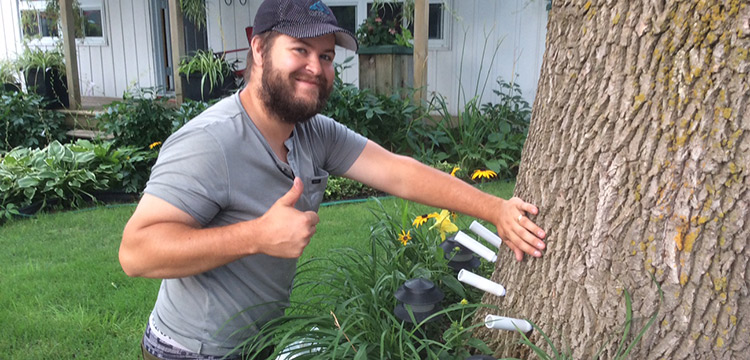 Traitement contre l'Agrile du frêne au Treeazin approuvé Ville de Montréal
