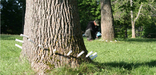 Subvention disponible pour le traitement au Treeazin contre l'Agrile du frêne