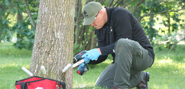 Traitement reconnu au Treeazin contre l'Agrile du frêne à Montréal